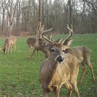 Wildlife Research Center Golden Rope Single Rope Kit