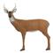 Delta® McKenzie® Pinnacle Large Alert 3D Deer Archery Target