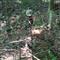 Great for turkeys, deer or predators 