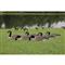 Higdon® Magnum Half Shell Canada Goose Decoys, 6 Pack