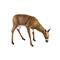 Simulates an adult-sized whitetail doe