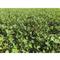 Ani-logics Crush Clover Plus Alfalfa Food Plot Blend