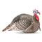 H.S. Strut Strut-Lite Jake Turkey Decoy