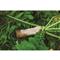Whitetail Institute Imperial Whitetail Ravish Radish Food Plot Seed, 2.5 lbs.