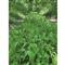 thumbnail image 2 of Antler King Honey Hole Deer Food Plot Mix - Brassica Blend For Hunting 2 of 9