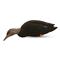 Avian-X AXF Black Duck Fusion Pack Flocked Decoys, 6 Pack