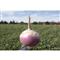 Ani-Logics Crush Seeds of Science Turnips Food Plot Mix, 1-lb. Bag