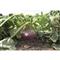 Ani-Logics Crush Seeds of Science Turnips Food Plot Mix, 1-lb. Bag