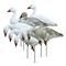 Higdon Apex Full-size Full-Body Snow Goose Decoys, 8 Pieces