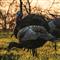 Avian-X LCD Jake and Hen Combo Turkey Decoys