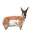 Montana Decoy Antelope Buck Decoy
