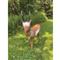 BIGshot Pronghorn 3D Target