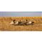 Higdon Magnum Full Body Mallard Duck Decoys, Flocked Heads, 6 Pack