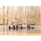 Higdon Battleship Ringneck Drakes Duck Decoys, 6 Pieces