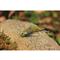 SteelShad Mini, 2 Pack, Gold