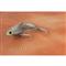 SteelShad Original, Silver