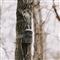 Muddy Trifecta 180 Cellular Trail Camera, 36 MP
