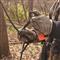 Muddy Huntsman Deluxe Ladder Tree Stand with BONUS Safe-Line