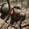 Muddy Huntsman Deluxe Ladder Tree Stand with BONUS Safe-Line