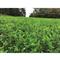 Rakk Fuel Food Plot Seed, Own The Season
