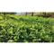 Rakk Fuel Food Plot Seed, Own The Season