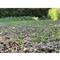 Domain 3-Way Grainz Food Plot Seed, 40 lbs.