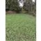 Domain 3-Way Grainz Food Plot Seed, 40 lbs.