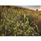 Domain Landing Strip Food Plot Seed