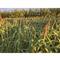 Domain Landing Strip Food Plot Seed