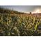 Domain Landing Strip Food Plot Seed