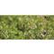 Domain Alfalfa Pounder Food Plot Seed, 1 lb.