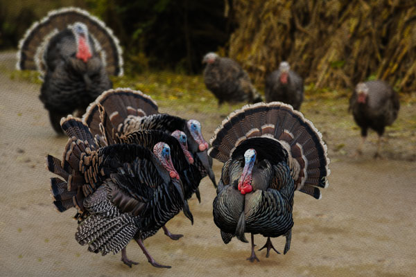 HAPPY THANKSGIVING