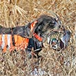 GIFTS FOR DOGS