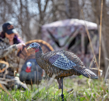 Decoys