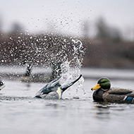 Decoys