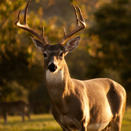 Food Plot & Feeders