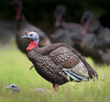 Turkey Decoys