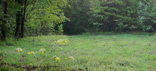 FOOD PLOT STRATEGIES