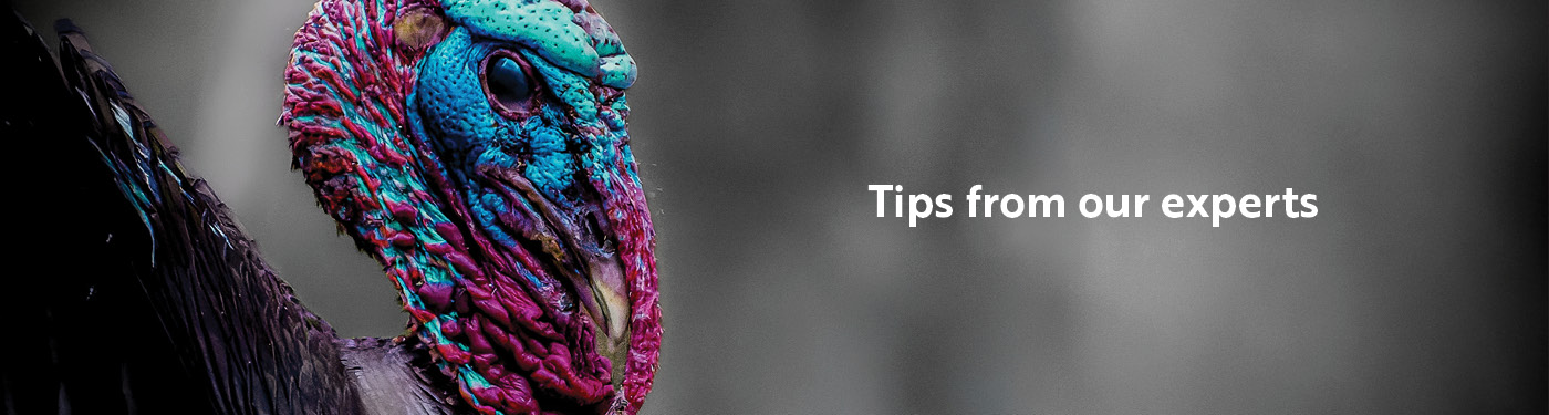 Tips from our Experts 