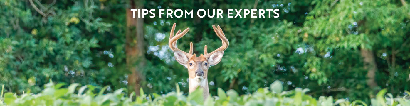 Tips from Our Experts 