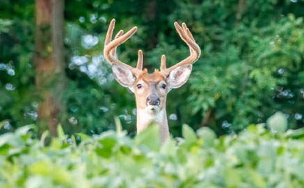 Attract More Deer