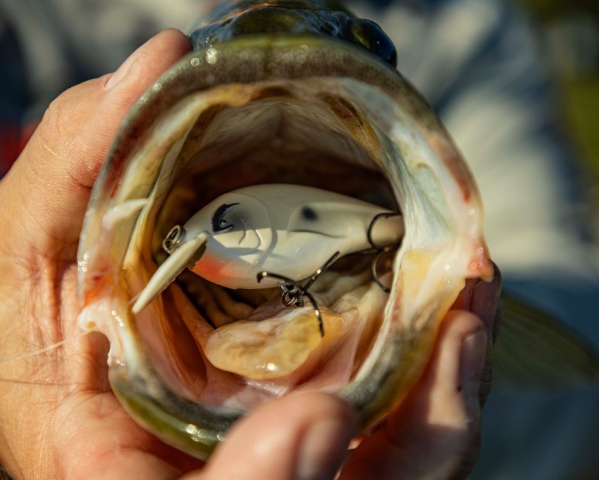 new fishing