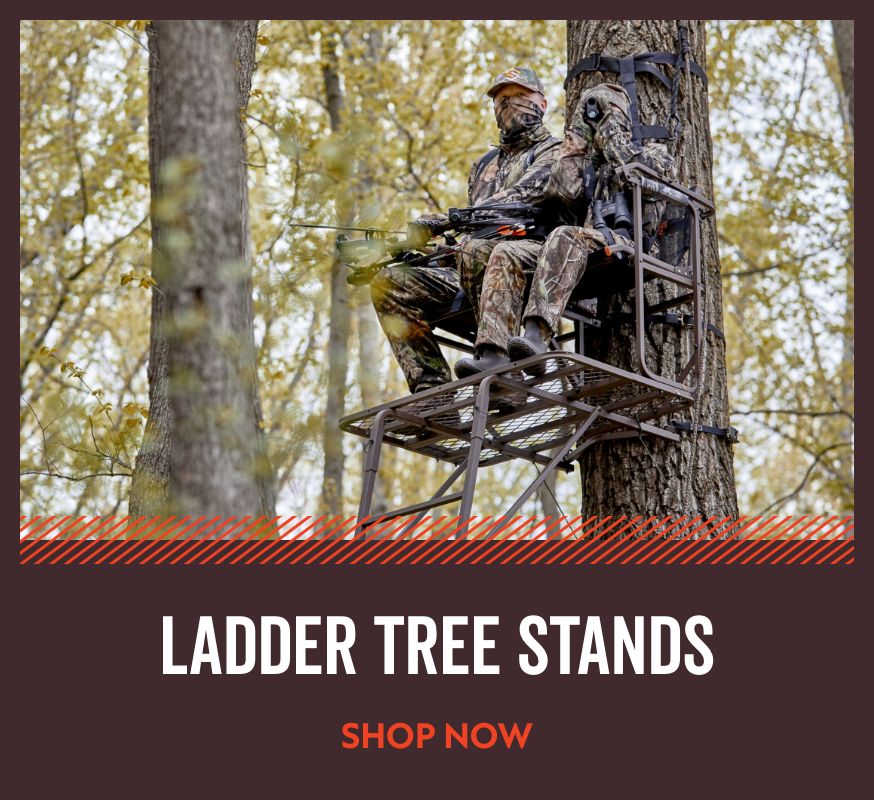 ladder