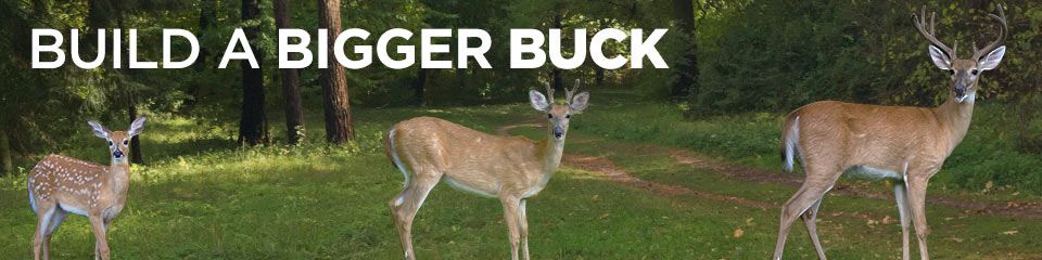 Build A Bigger Buck