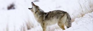 So, You Want to Call Coyotes | Sportsman's Guide