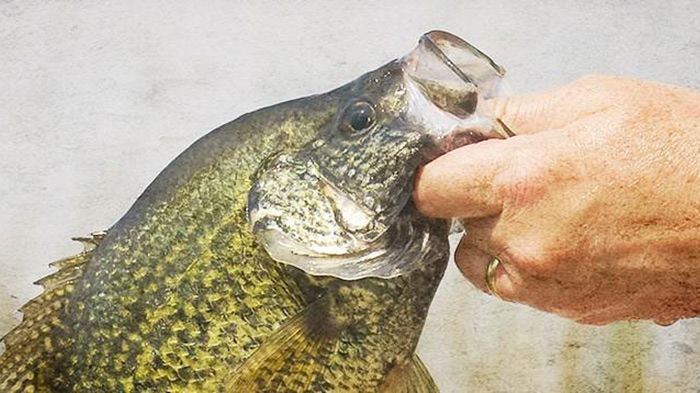 Catch `Ice Fever': Crappies on Ice!