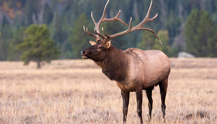 Shot Selection On Elk | Sportsman's Guide