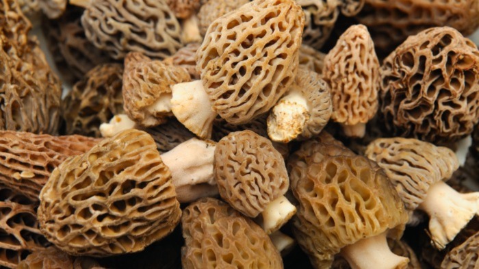 Morels in Wine Sauce | Sportsman's Guide