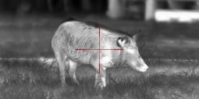 Thermal Imaging - Hog