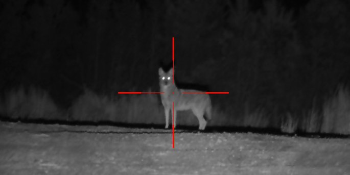 Night Vision- Dog